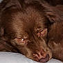 animal, bed, canine, cockerspaniel, collie, couch, dog, face, furniture, goldenretriever, head, hound, labradorretriever, person, pet, photography, pointer, puppy, sleeping, snout