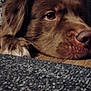 animal, ball, canine, cockerspaniel, couch, dog, furniture, goldenretriever, hardwood, homedecor, hound, indoors, labradorretriever, person, pet, puppy, sleeping, snout, sport, wood