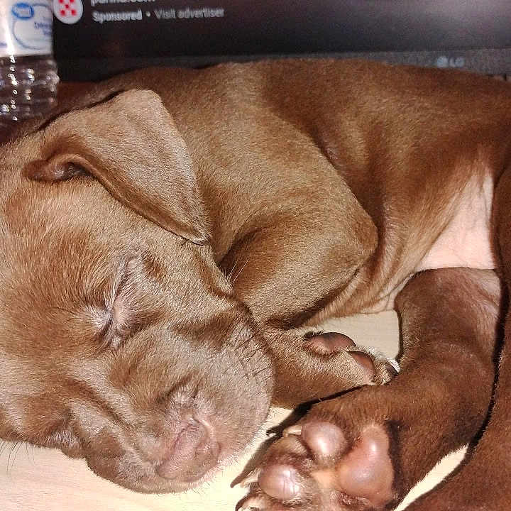 Coco