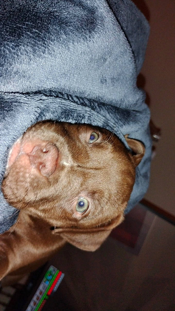 animal, blanket, brown_dog, canine, close_up, comfort, cozy, curious_eyes, cute, dog, ears, face, fur, home, indoor, pet, portrait, resting, snout, soft_texture