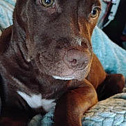 Coco is registered to the contest to win money with this photo: dog, brown_dog, close_up, pet, resting, blanket, indoors, canine, fur, paw, nose, ears, eyes, portrait, animal, cozy, relaxed, home, cute, companion