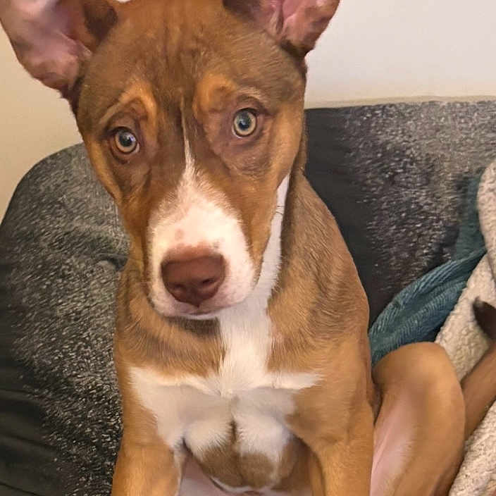 Stella Desano is registered to the contest to win money with this photo: animal, ball, beagle, blanket, bostonbull, boxer, bulldog, canine, chihuahua, dog, hound, husky, labradorretriever, pet, pitbull, puppy, snout, sport, tennis, tennisball