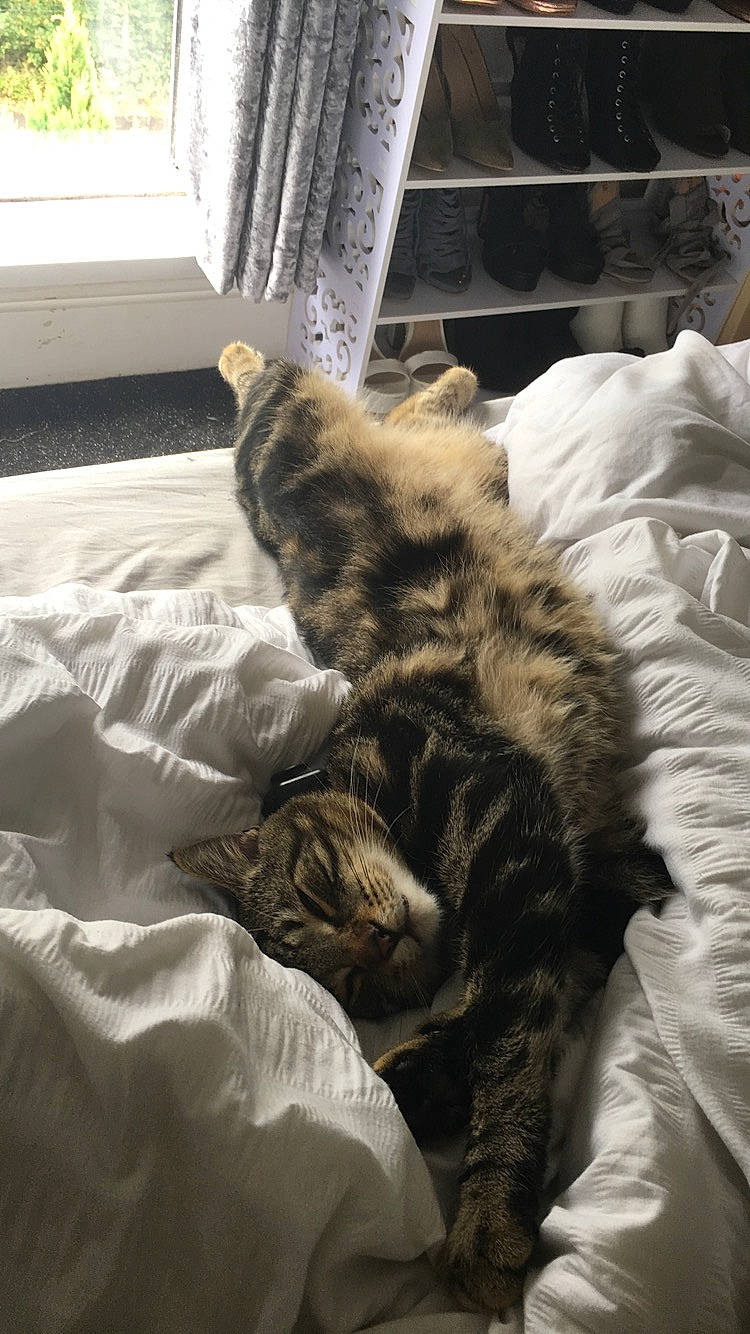 Luca joined the competition — help win amazing prizes! bed, bed_sheet, bedding, carnivore, cat, comfort, curtain, domestic_short_haired_cat, duvet, felidae, fur, grey, linens, nap, room, small_to_medium_sized_cats, tail, textile, whiskers, window