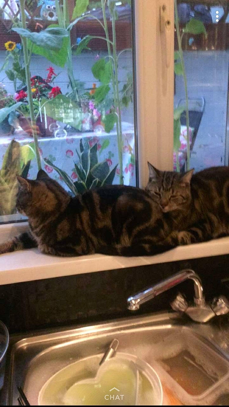 Leo is registered to the contest to win money with this photo: bathroom_sink, carnivore, cat, comfort, domestic_short_haired_cat, felidae, flowerpot, fur, houseplant, plant, plumbing_fixture, room, sink, small_to_medium_sized_cats, snapshot, tail, tap, whiskers, window, wood