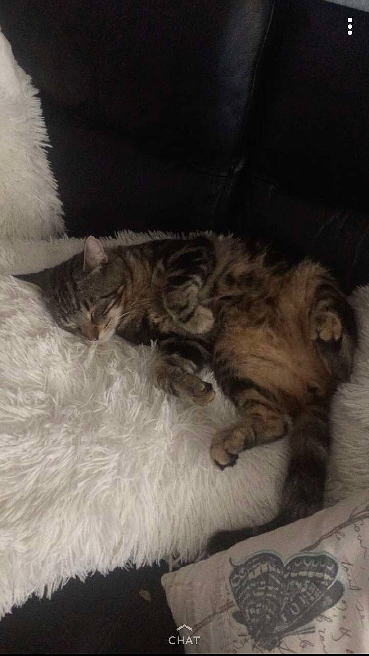 Leo is registered to the contest to win money with this photo: british_longhair, carnivore, cat, cat_bed, claw, cloud, comfort, domestic_short_haired_cat, fawn, felidae, fur, grey, maine_coon, nap, paw, small_to_medium_sized_cats, snout, tail, terrestrial_animal, whiskers