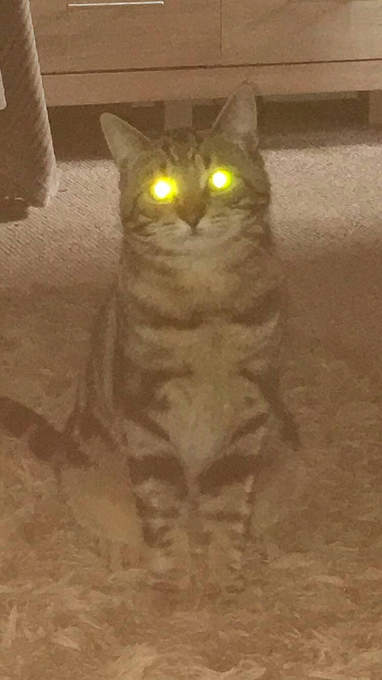 Leo is registered to the contest to win money with this photo: black_cat, carnivore, cat, darkness, domestic_short_haired_cat, eye, felidae, flooring, fur, paw, sand, shadow, sitting, small_to_medium_sized_cats, snout, tail, terrestrial_animal, whiskers, wildlife, wood