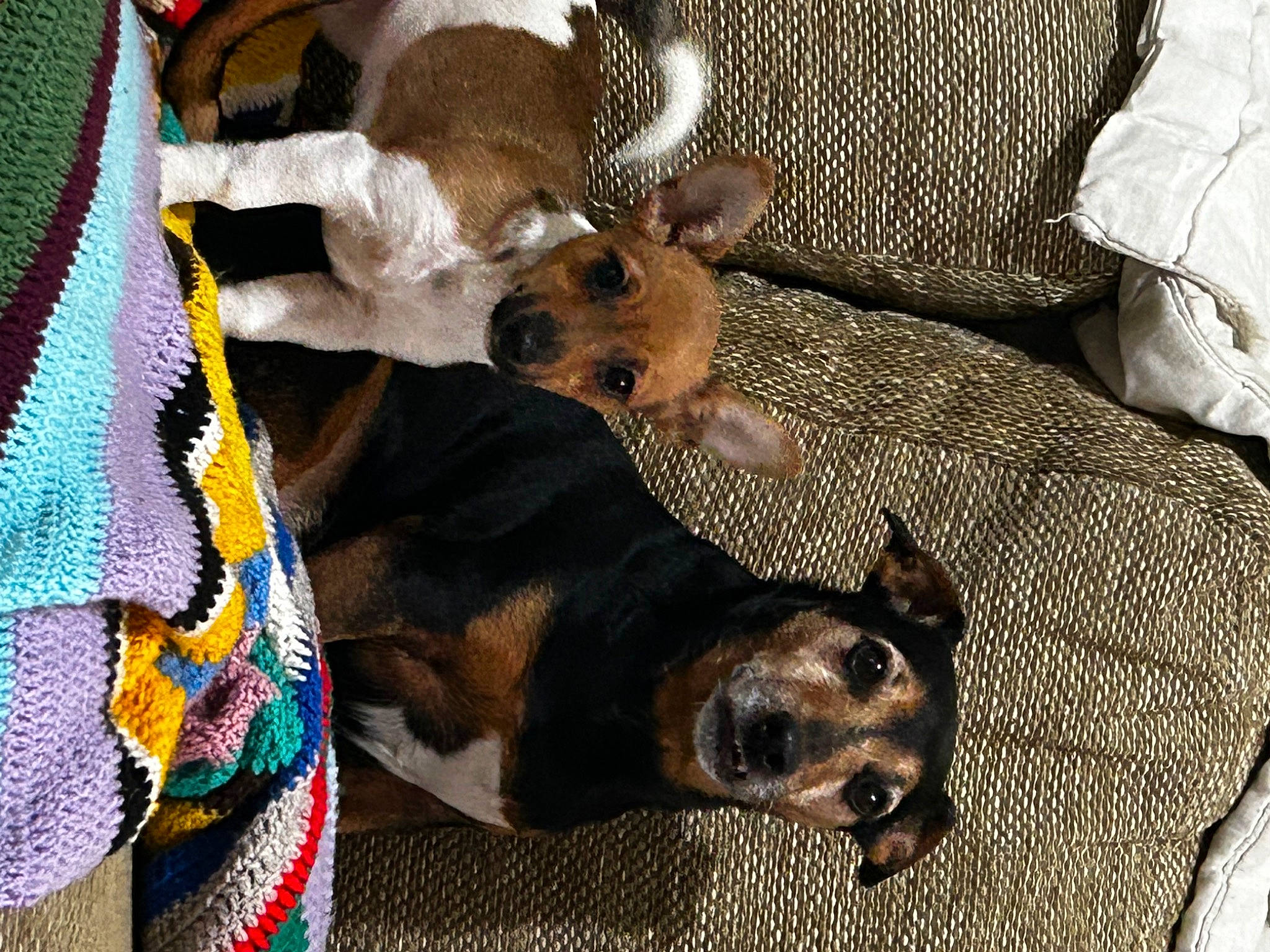 Ozzy joined the competition — help win amazing prizes! canidae, carnivore, comfort, companion_dog, couch, dog, dog_breed, dog_supply, fawn, fur, guard_dog, linens, pattern, sporting_group, tail, terrestrial_animal, terrier, toy_dog, welsh_terrier, working_animal