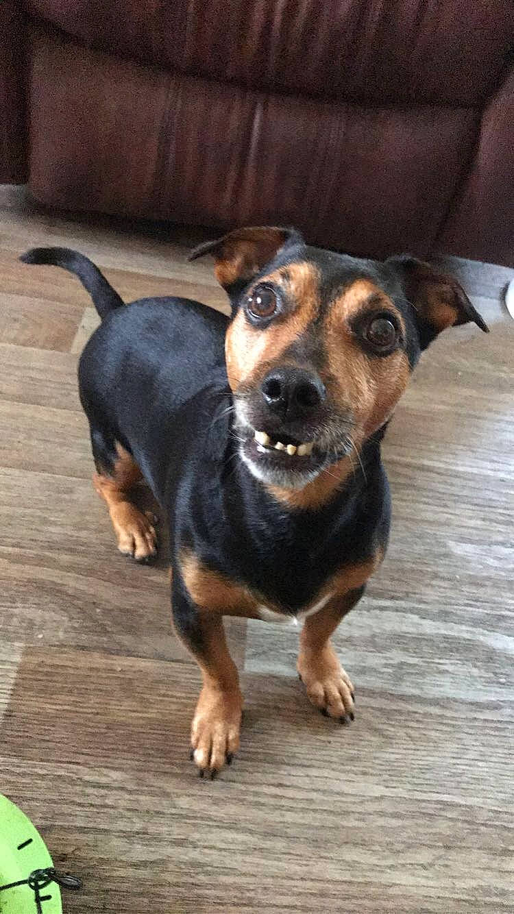 Ozzy joined the competition — help win amazing prizes! canidae, carnivore, companion_dog, couch, dog, dog_breed, fawn, guard_dog, puppy, sporting_group, terrestrial_animal, working_animal, working_dog