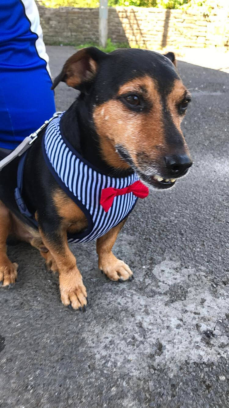 Ozzy joined the competition — help win amazing prizes! canidae, carnivore, collar, companion_dog, dog, dog_breed, dog_clothes, dog_collar, dog_supply, fashion_accessory, fawn, leash, pet_supply, road_surface, snout, sporting_group, toy_dog, whiskers, working_animal, working_dog