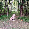 Littyuh joined the competition — help win amazing prizes! animal, canine, daylight, dog, flora, forest, greenery, harness, leaves, mammal, nature, outdoor, park, path, pet, scenery, sitting, trees, wildlife, woods