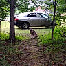 Littyuh is registered to the contest to win money with this photo: background, calm, canine, car, daylight, dog, forest, grass, greenery, harness, leaves, nature, outdoor, parked_car, path, pet, sitting, trees, vehicle, woods