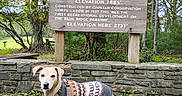 Littyuh is registered to the contest to win money with this photo: canine, dog, fall, forest, greenery, hiking, leash, leaves, nature, outdoor, park, pet, scenic, sign, stone_wall, sweater, text, travel, trees, wood