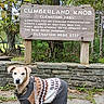 canine, dog, fall, forest, greenery, hiking, leash, leaves, nature, outdoor, park, pet, scenic, sign, stone_wall, sweater, text, travel, trees, wood