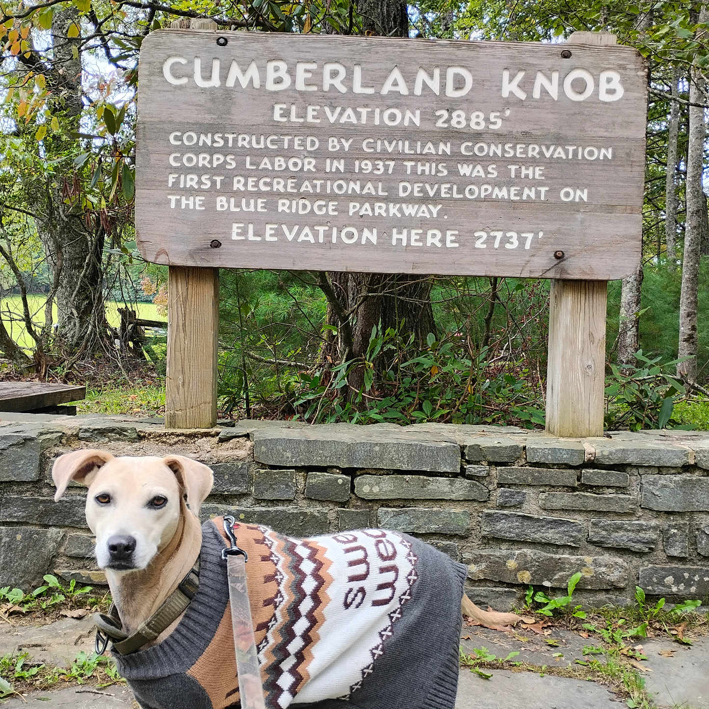 Littyuh is registered to the contest to win money with this photo: canine, dog, fall, forest, greenery, hiking, leash, leaves, nature, outdoor, park, pet, scenic, sign, stone_wall, sweater, text, travel, trees, wood