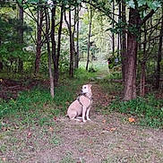 Littyuh joined the competition — help win amazing prizes! animal, bark, canine, daylight, dog, forest, grass, greenery, harness, leaves, nature, outdoor, path, pet, scenery, shrub, sitting, trees, trunk, woods