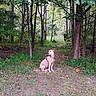 animal, bark, canine, daylight, dog, forest, grass, greenery, harness, leaves, nature, outdoor, path, pet, scenery, shrub, sitting, trees, trunk, woods