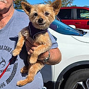 Angel joined the competition — help win amazing prizes! dog, small_dog, pet, man, person, outdoor, daylight, sunglasses, tshirt, watch, car, vehicle, tree, sky, hand, leash, fur, ears, face, holding