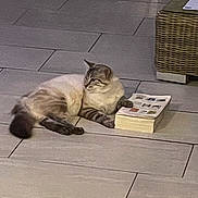 Cappuccino participe au concours pour gagner de l'argent avec cette photo : cat, indoor, floor, tile, book, relaxed, paw, feline, animal, pet, resting, cozy, home, quiet, curious, mammal, domestic, laying, striped, whiskers