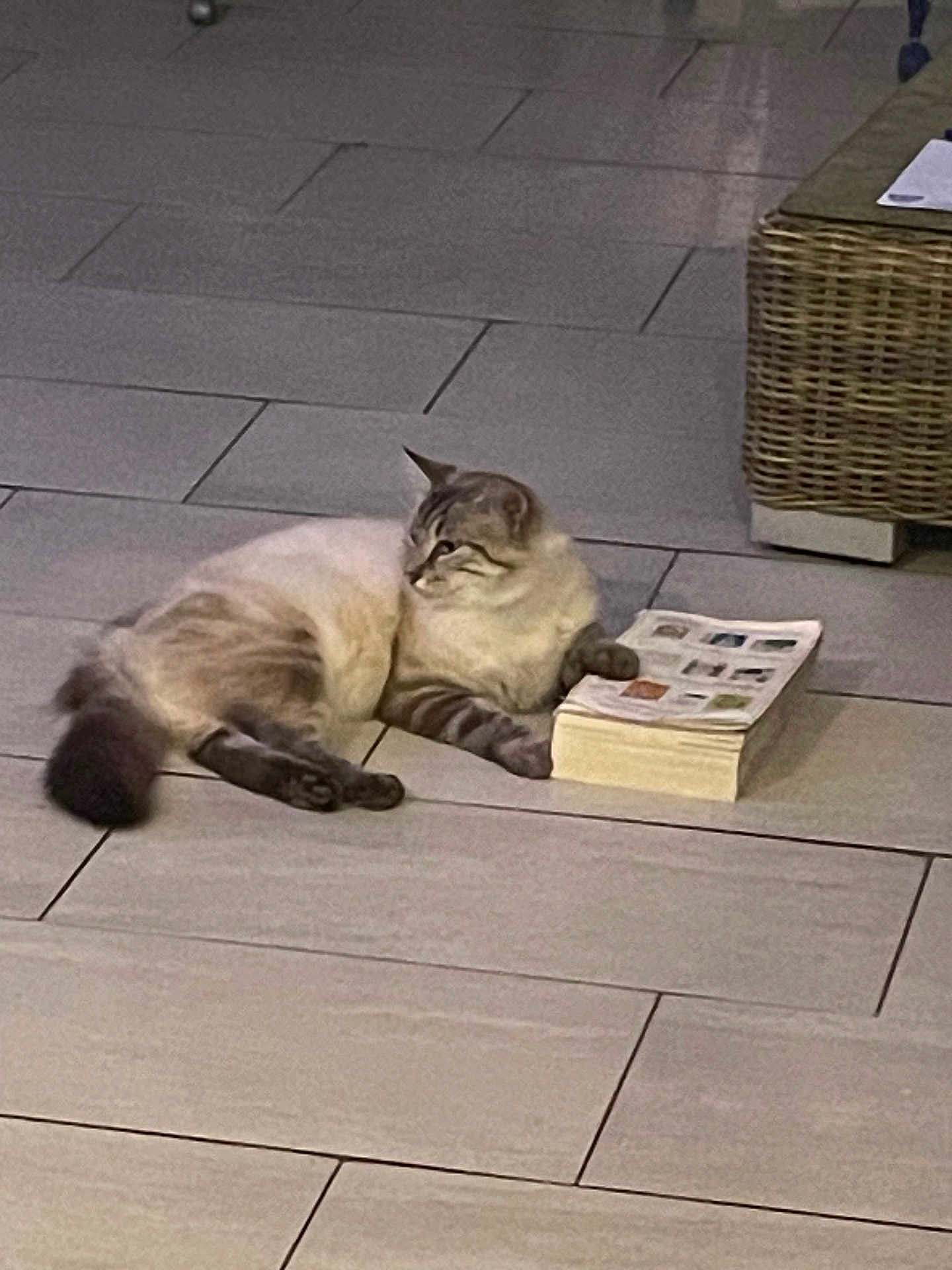 Cappuccino participe au concours pour gagner de l'argent avec cette photo : cat, indoor, floor, tile, book, relaxed, paw, feline, animal, pet, resting, cozy, home, quiet, curious, mammal, domestic, laying, striped, whiskers