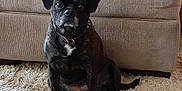 Wednesday is registered to the contest to win money with this photo: dog, black_dog, carpet, toy, yellow_ball, green_toy, couch, person, pajamas, indoor, pet, animal, fur, sitting, looking, collar, home, living_room, cozy, relaxed