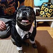 Wednesday joined the competition — help win amazing prizes! dog, costume, wig, braids, black_and_white_outfit, carpet, person, kneeling, wooden_cabinet, bag, sunflower_pattern, tongue_out, happy, indoor, pet, animal, smiling, black_dog, home, floor