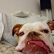 Gipsy Queen a rejoint le concours — aidez-le/la à gagner de superbes lots ! animal, blanket, bulldog, close_up, cozy, cute, dog, ears, expression, face, fur, home, indoor, lamp, pet, portrait, relaxed, resting, snout, tongue_out