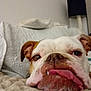animal, blanket, bulldog, close_up, cozy, cute, dog, ears, expression, face, fur, home, indoor, lamp, pet, portrait, relaxed, resting, snout, tongue_out