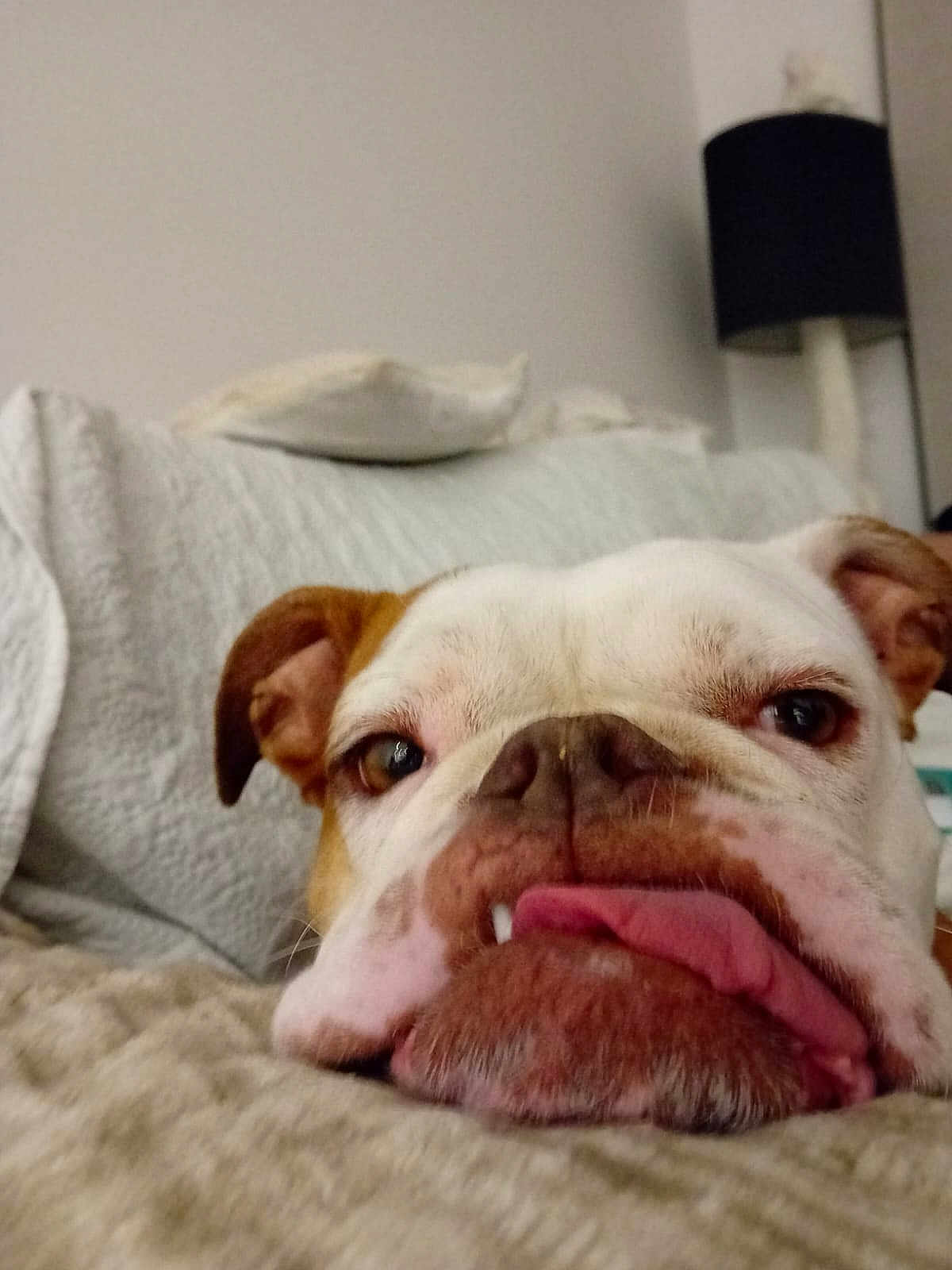 Gipsy Queen a rejoint le concours — aidez-le/la à gagner de superbes lots ! animal, blanket, bulldog, close_up, cozy, cute, dog, ears, expression, face, fur, home, indoor, lamp, pet, portrait, relaxed, resting, snout, tongue_out