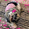 adorable, animal, black, brown, carpet, cute, decorative, dog, fluffy, fur, gray, heart_decorations, indoor, lying_down, pet, pink, pink_bow, small_dog, striped_clothing, white_bow