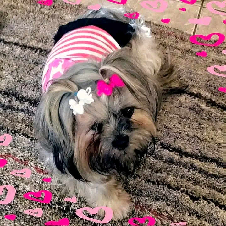Trixxy is registered to the contest to win money with this photo: dog, small_dog, striped_clothing, pink_bow, white_bow, carpet, heart_decorations, cute, fluffy, pet, indoor, fur, animal, lying_down, adorable, pink, gray, brown, black, decorative