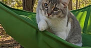 Miss Lily is registered to the contest to win money with this photo: animal, cat, closeup, cute, daylight, eyes, forest, fur, green, hammock, leaf, mammal, nature, outdoor, pet, portrait, relaxing, sunlight, tree, whiskers