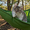 animal, cat, closeup, cute, daylight, eyes, forest, fur, green, hammock, leaf, mammal, nature, outdoor, pet, portrait, relaxing, sunlight, tree, whiskers