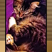 Miss Lily joined the competition — help win amazing prizes! animal, cat, close_up, cozy, curled_up, cute, domestic_cat, feline, fur, indoors, paw, pet, purple_blanket, relaxed, resting, sleeping, soft, tabby, tail, whiskers