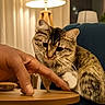 Miss Lily is registered to the contest to win money with this photo: animal, blue_chair, cat, closeup, cozy, curious, domestic, finger, furniture, home, human_hand, indoor, interaction, lamp, paw, pet, soft_lighting, tabby_cat, table, wooden_table