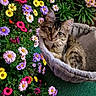 kitten, cat, tabby, bed, soft, flower, daisy, purple_flower, yellow_flower, pink_flower, greenery, plant, pet, cute, animal, fluffy, garden, nature, indoor, relaxing