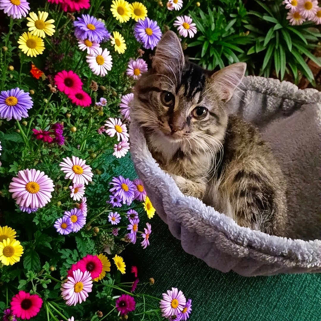 Miss Lily is registered to the contest to win money with this photo: kitten, cat, tabby, bed, soft, flower, daisy, purple_flower, yellow_flower, pink_flower, greenery, plant, pet, cute, animal, fluffy, garden, nature, indoor, relaxing