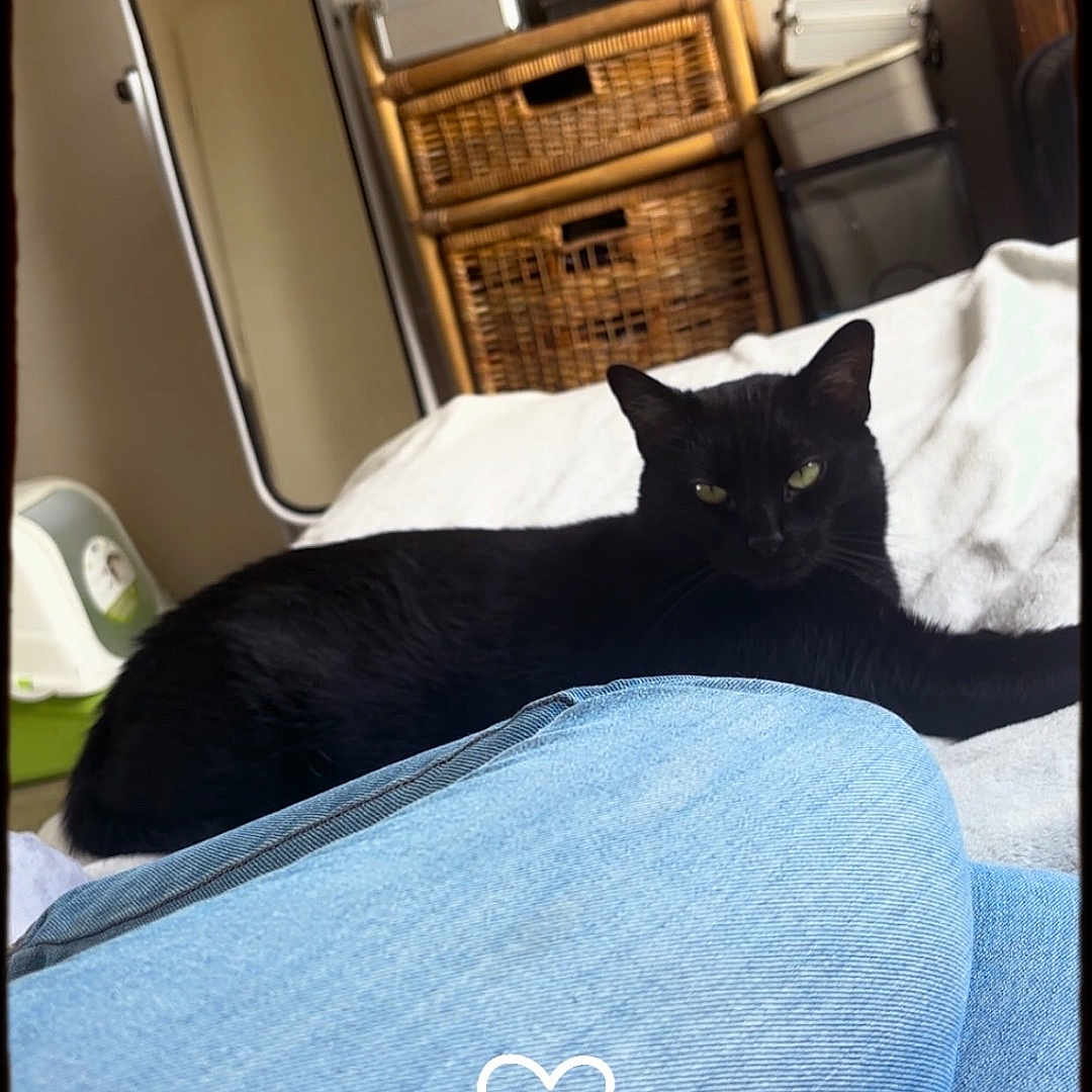 Minemine participe au concours pour gagner de l'argent avec cette photo :  wicker_basket, animal, bed, black_cat, blanket, casual, cat, comfort, cozy, domestic_animal, feline, furniture, home, indoor, jeans, mirror, pet, relaxing, resting, sleepy
