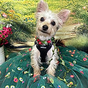 Stitch is registered to the contest to win money with this photo: dog, small_dog, harness, floral_garland, green_tulle_skirt, embroidered_flowers, garden_background, colorful, sitting, cute, pet, animal, portrait, decorative, fluffy, ears_up, whimsical, nature, flower_pot, indoor