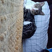 Nova is registered to the contest to win money with this photo: cat, tabby_cat, person, glasses, cap, pillow, bed, blanket, indoor, resting, relaxed, face, feline, pet, comfort, texture, closeup, portrait, casual, home