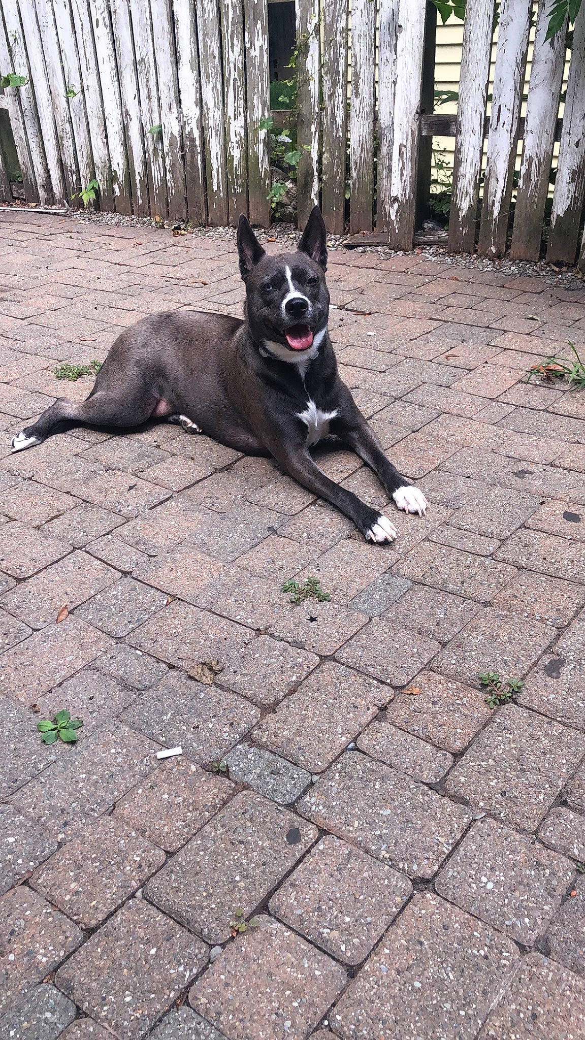 Baby joined the competition — help win amazing prizes! canidae, carnivore, dog, dog_breed, east_european_shepherd, mammal, non_sporting_group, pit_bull, siberian_husky, tail, vertebrate