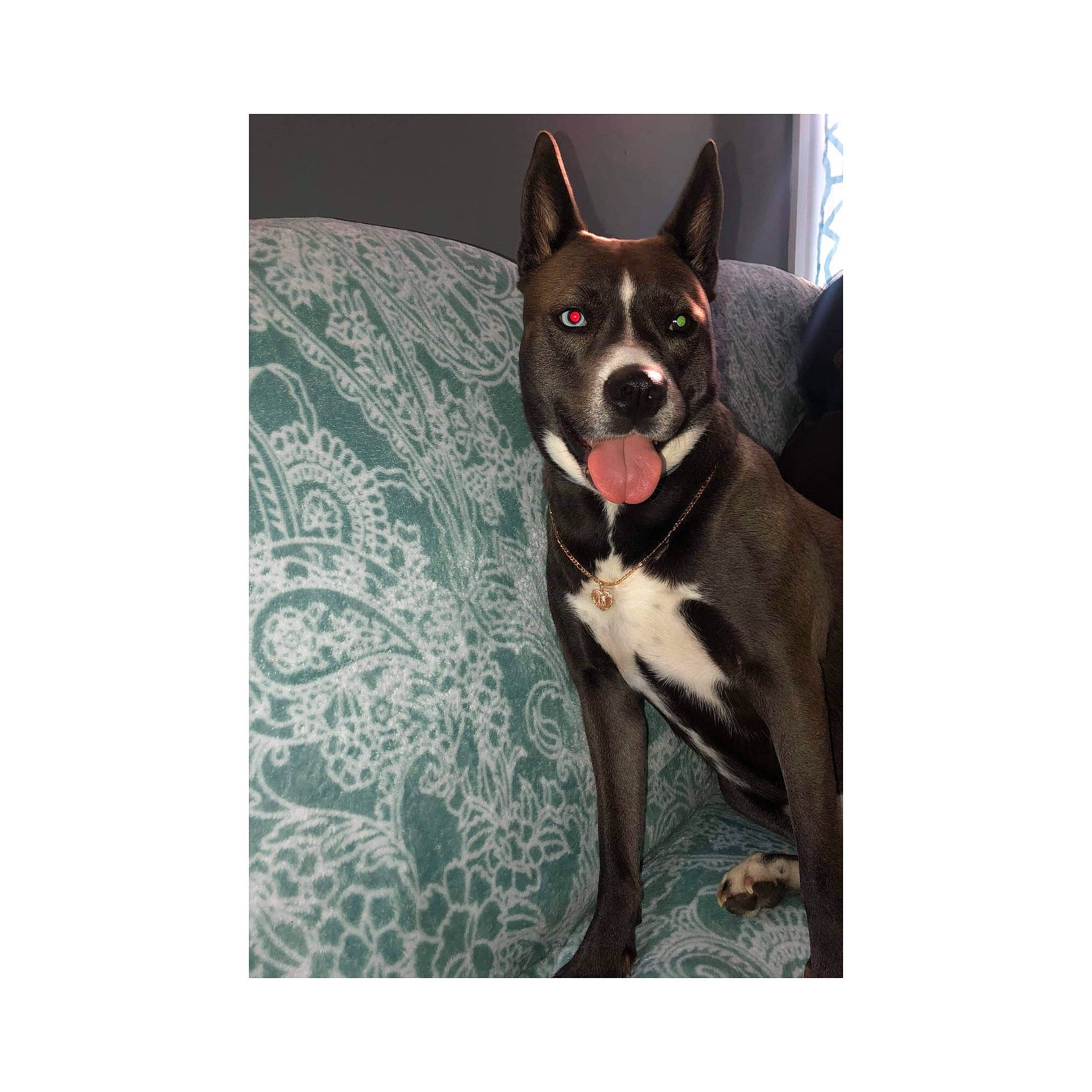 Baby is registered to the contest to win money with this photo: american_pit_bull_terrier, american_staffordshire_terrier, canidae, carnivore, dog, dog_breed, fawn, great_dane, mammal, non_sporting_group, pit_bull, snout, vertebrate