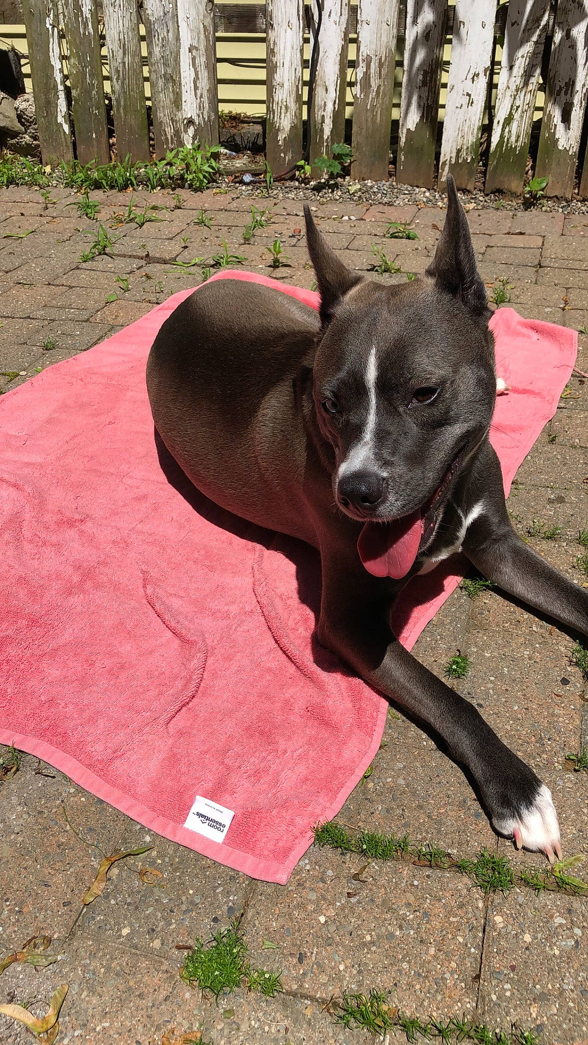 Baby is registered to the contest to win money with this photo: american_pit_bull_terrier, american_staffordshire_terrier, australian_kelpie, canidae, carnivore, collar, dog, dog_breed, fawn, guard_dog, mammal, non_sporting_group, pit_bull, snout, vertebrate