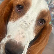 Snickers is registered to the contest to win money with this photo: animal, basset_hound, brown, canine, close_up, curious, dog, domestic_animal, ears, expression, face, fur, indoor, looking, muzzle, nose, pet, portrait, whiskers, white