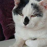 Flash participe au concours pour gagner de l'argent avec cette photo : cat, white_cat, black_patches, pet, feline, whiskers, paw, close_up, relaxed, indoor, fur, animal, cute, sleepy, face, table, resting, portrait, domestic_cat, purple_background