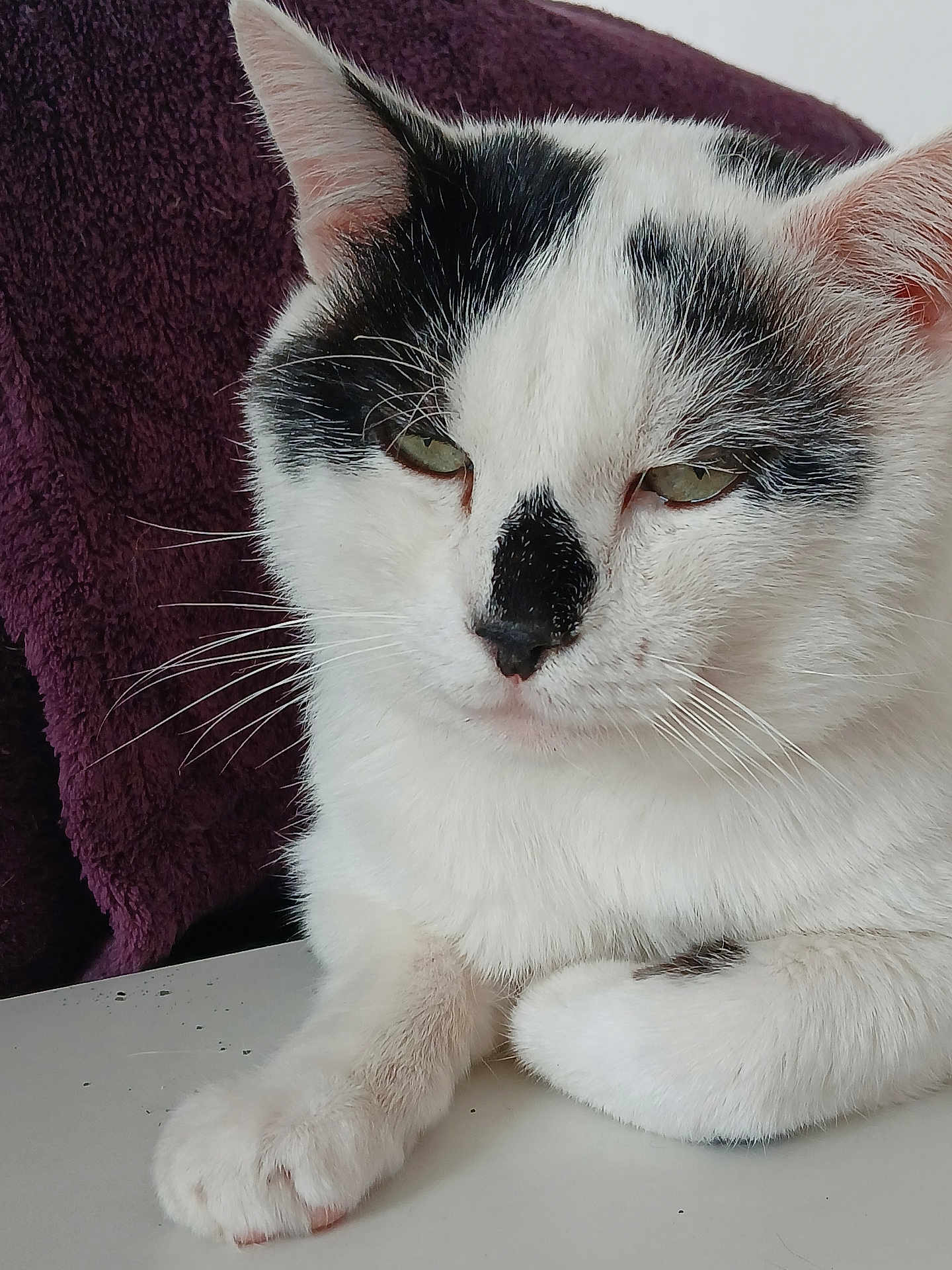 Flash participe au concours pour gagner de l'argent avec cette photo : cat, white_cat, black_patches, pet, feline, whiskers, paw, close_up, relaxed, indoor, fur, animal, cute, sleepy, face, table, resting, portrait, domestic_cat, purple_background