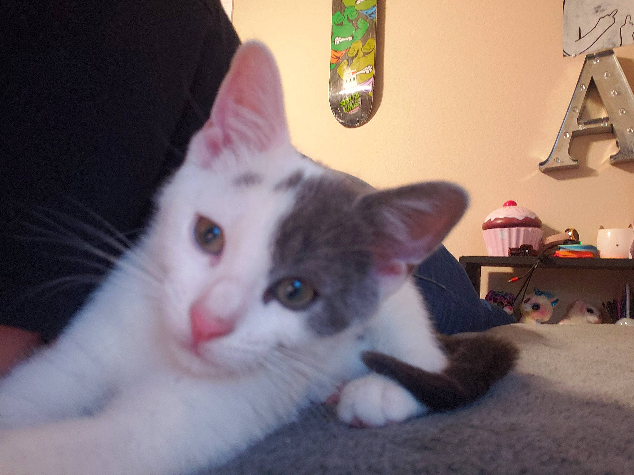 Zeus is registered to the contest to win money with this photo: aegean_cat, american_wirehair, carnivore, cat, domestic_short_haired_cat, ear, european_shorthair, eye, felidae, fur, iris, kitten, mammal, paw, polydactyl_cat, small_to_medium_sized_cats, snout, turkish_angora, turkish_van, whiskers