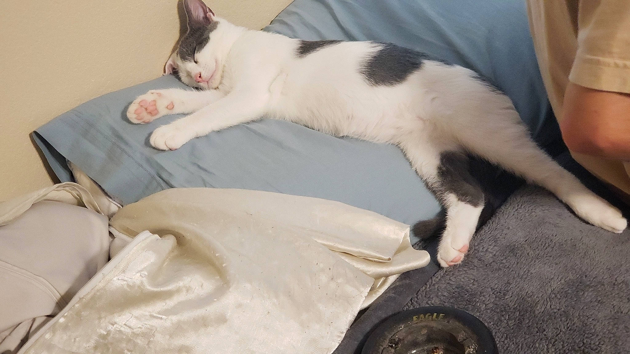 Zeus is registered to the contest to win money with this photo: carnivore, cat, domestic_short_haired_cat, felidae, kitten, leg, nap, paw, polydactyl_cat, small_to_medium_sized_cats, tail, whiskers