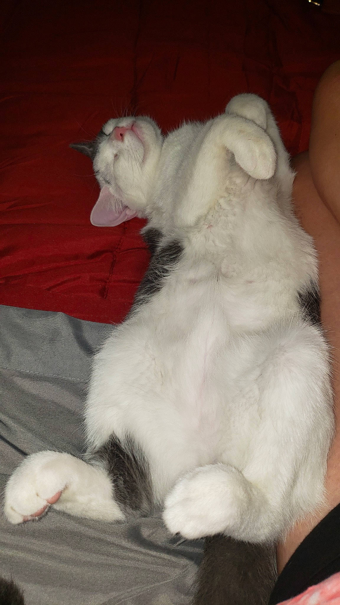 Zeus joined the competition — help win amazing prizes! american_curl, carnivore, cat, claw, domestic_long_haired_cat, felidae, fur, norwegian_forest_cat, paw, persian, small_to_medium_sized_cats, tail, turkish_angora, whiskers, white