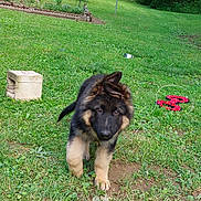 Uriah joined the competition — help win amazing prizes! puppy, german_shepherd, dog, grass, outdoor, greenery, garden, toy, playful, pet, animal, cute, fluffy, walking, nature, lawn, young_dog, ears, curious, background