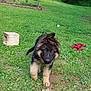 puppy, german_shepherd, dog, grass, outdoor, greenery, garden, toy, playful, pet, animal, cute, fluffy, walking, nature, lawn, young_dog, ears, curious, background